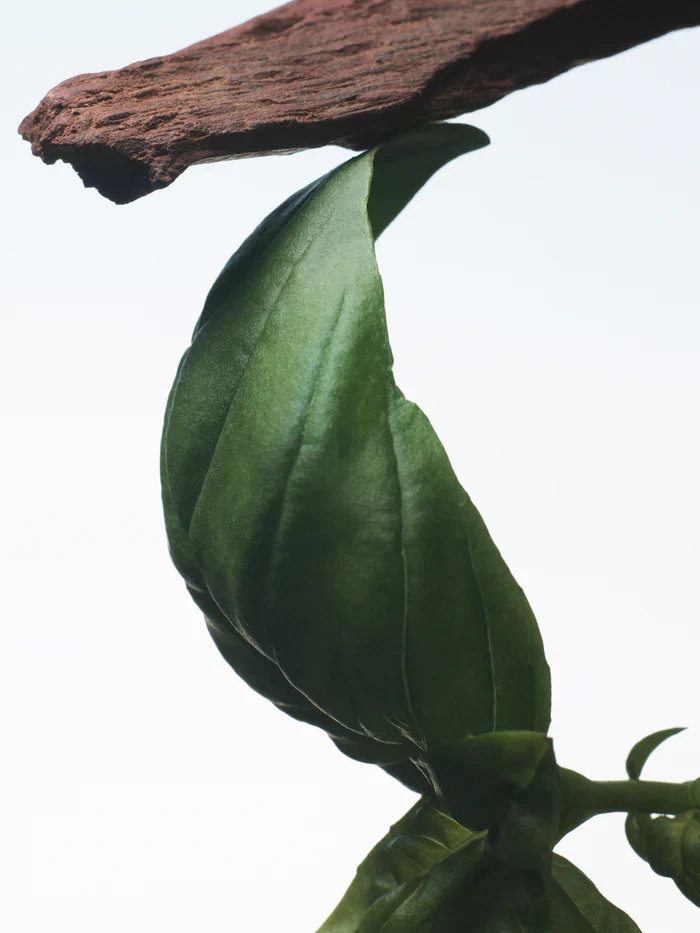 Crazy Basil Dries Van Noten Eau De Parfum Sample - Image 3