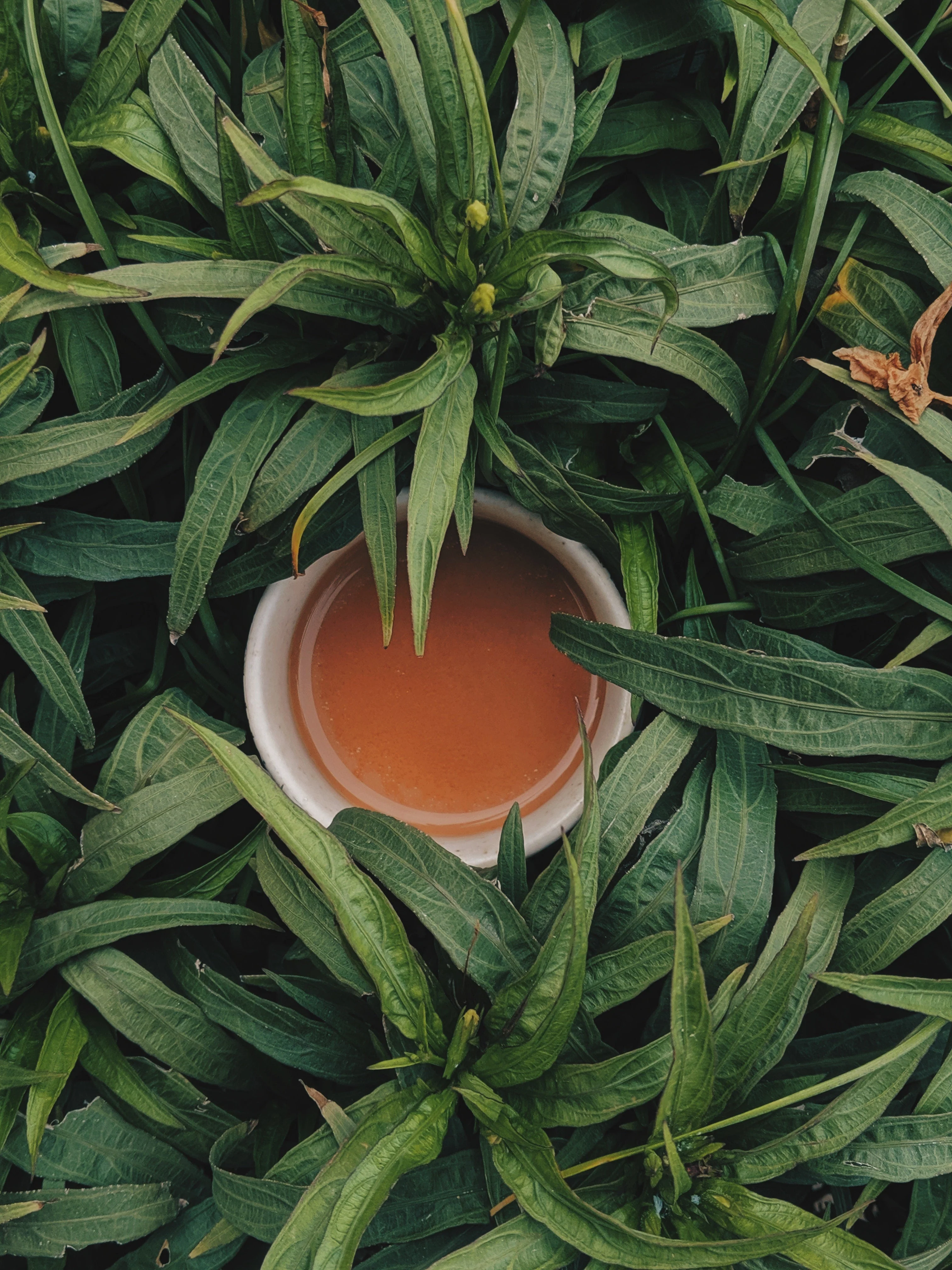 Infuse EDP Akro Fragrances - Image 11