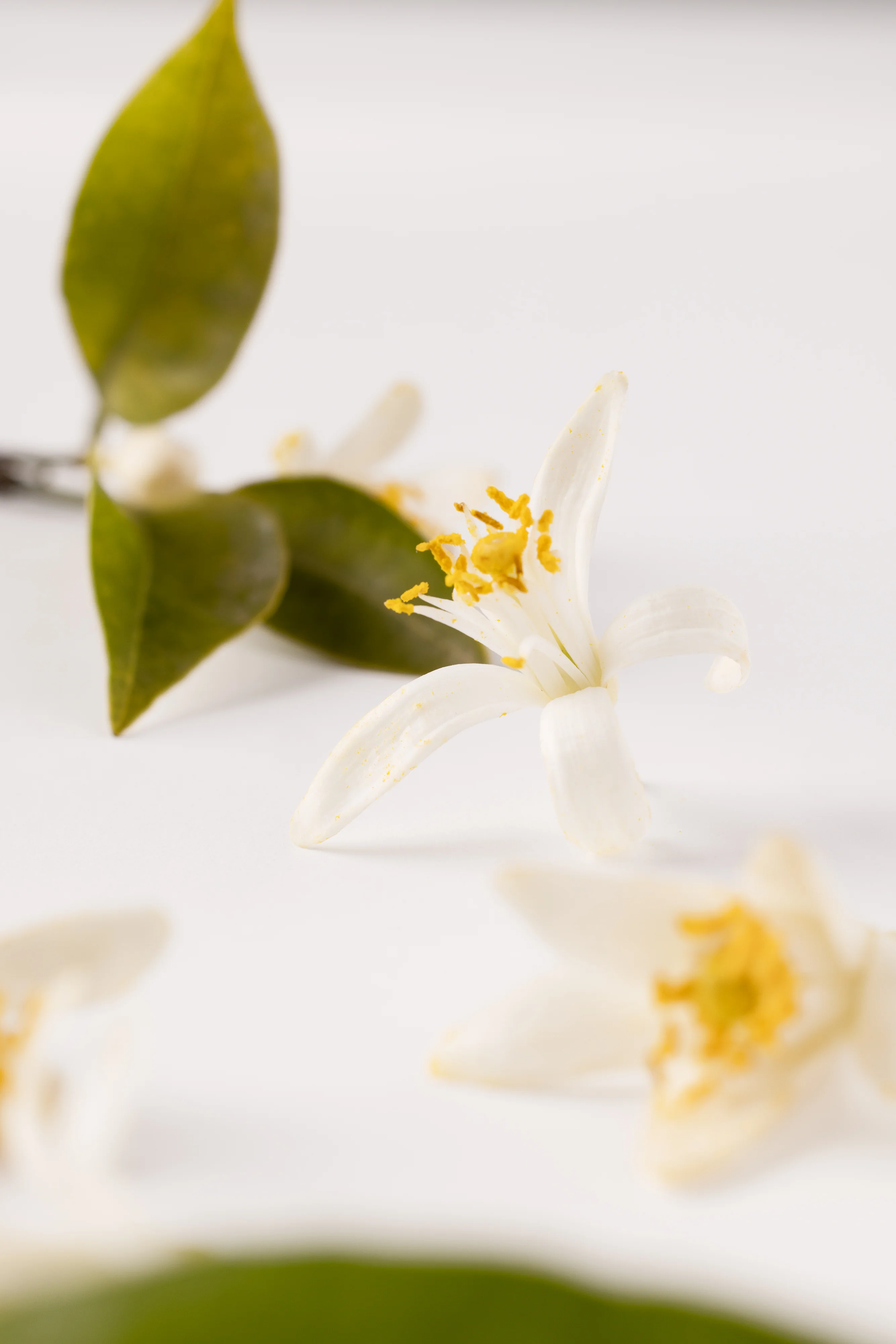 Néroli Botanica Essential Parfums Refill 150ml - Image 11