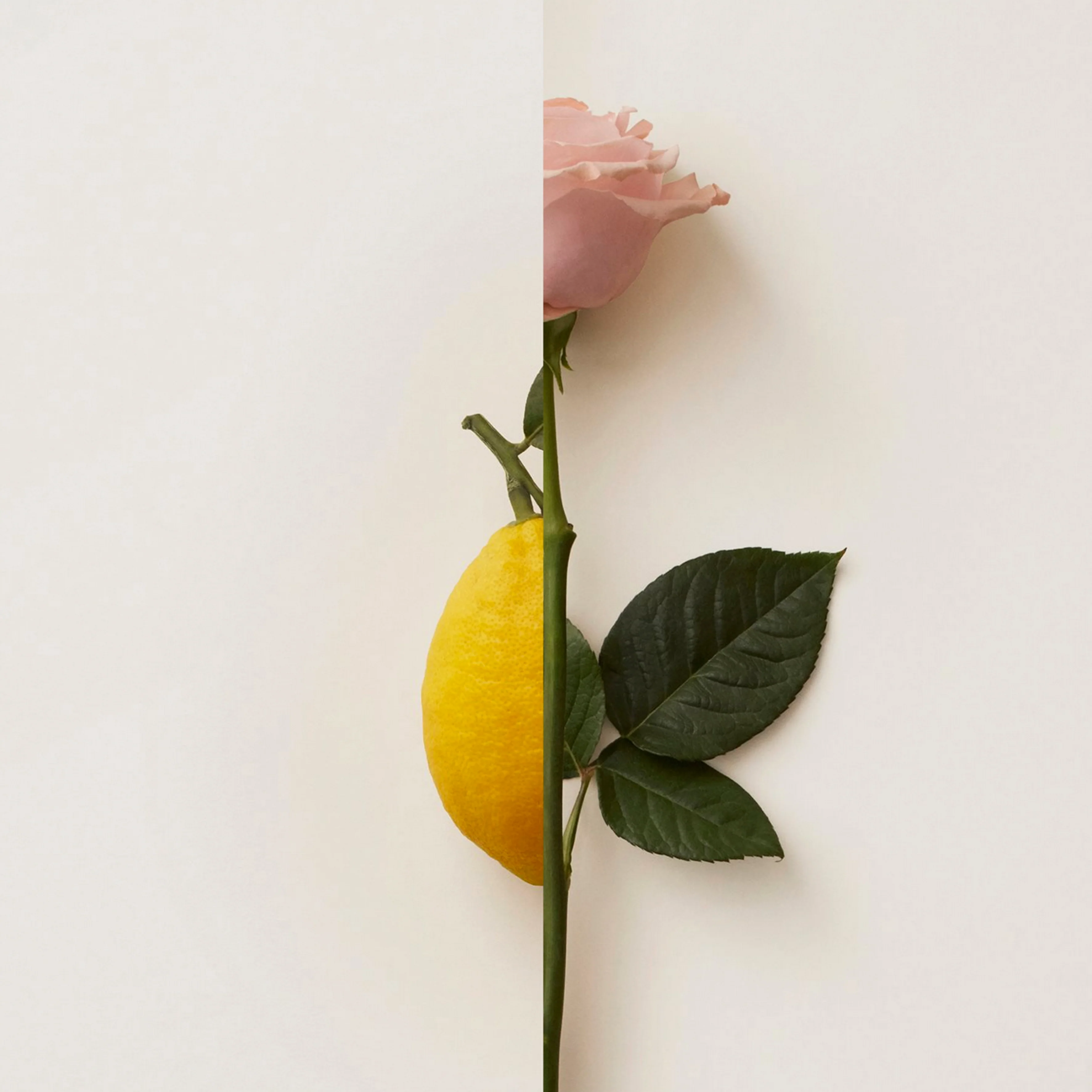Rosa Limone New Notes Extrait De Parfum - Image 5